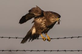 Buizerd grijpt kikker