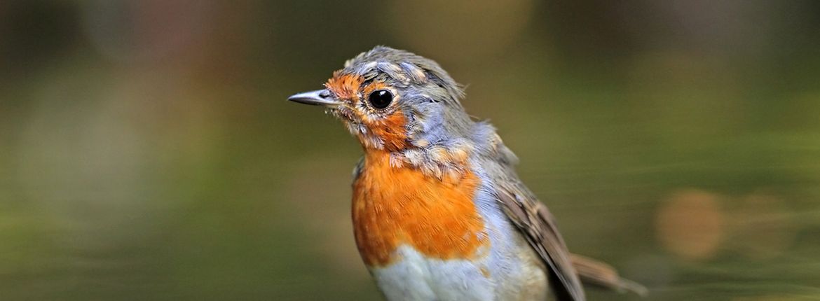 Roodborst in de rui / Koos Dansen