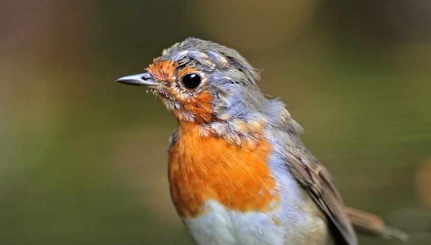 Roodborst in de rui / Koos Dansen