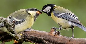Koolmees met jong / Shutterstock Koolmees met jong / Shutterstock