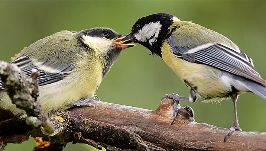 Koolmees met jong / Shutterstock