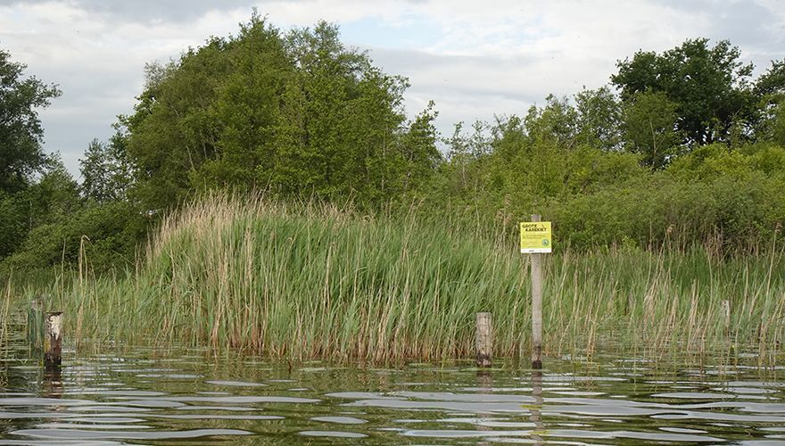 Beschermde rietkraag met informatiebord over het grote karekietenproject in Loosdrechtse Plassen /  J. van der Winden, juni 2022