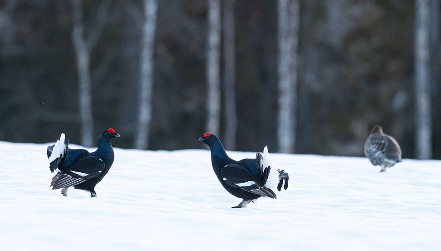 Twee korhanen op het strijdtoneel / Hans Peeters