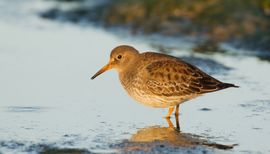 Paarse Strandloper