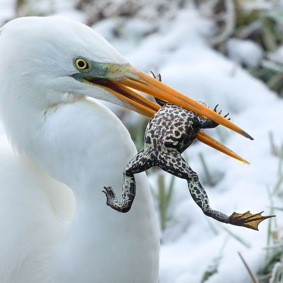 Zilverreiger met kikker / Johan Scholtens Fotogalerij