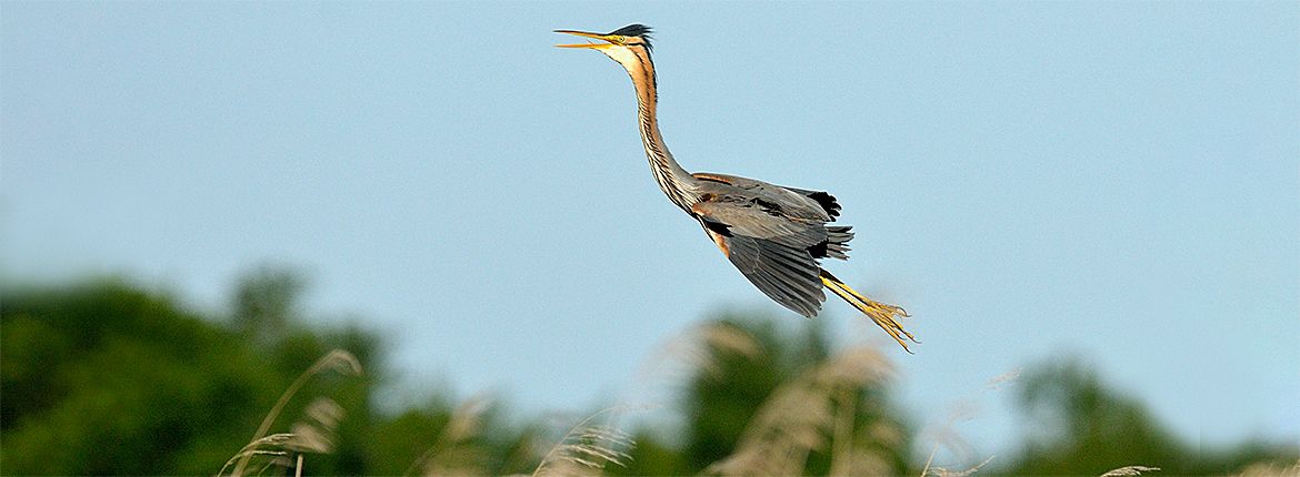 Purperreiger / Jelle de Jong