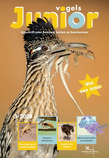 Cover Vogels Junior 3, 2026