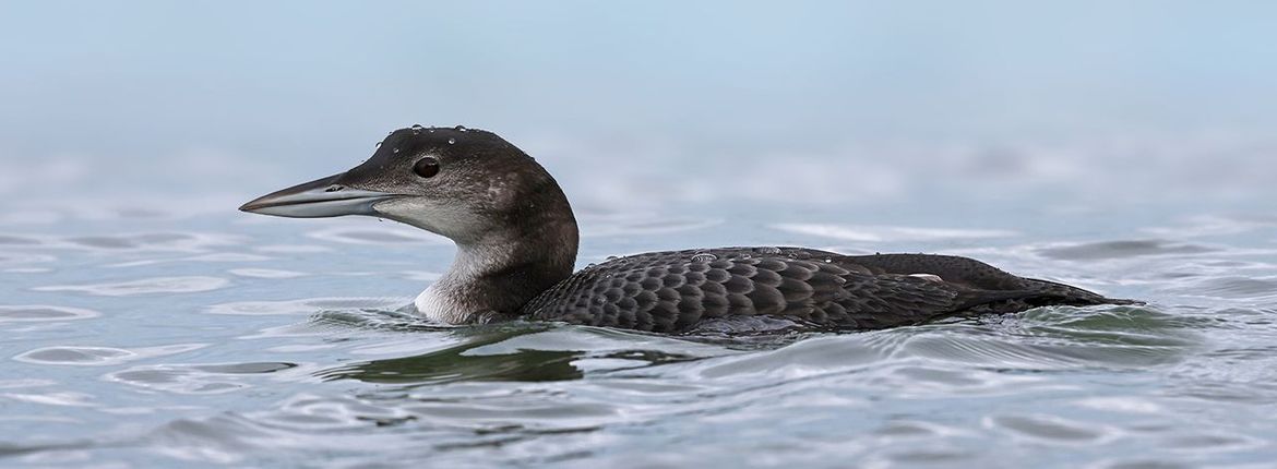 IJsdijker / Ruwan Aluvihare