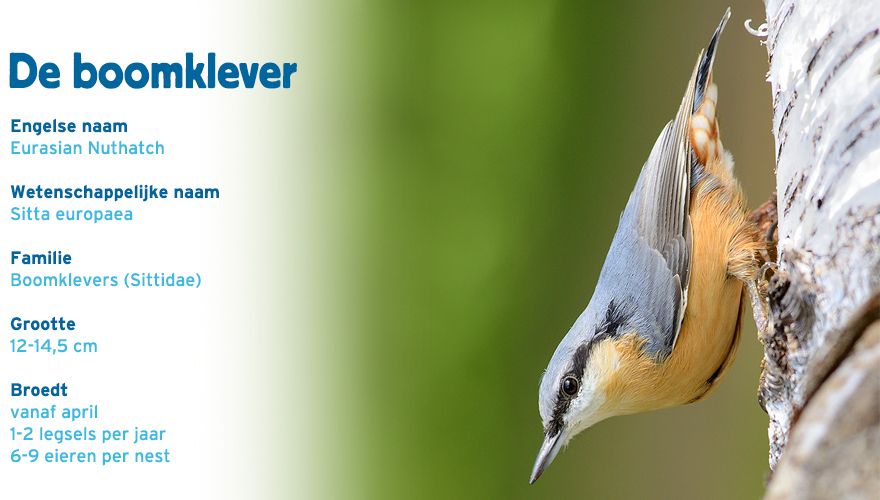 boomklever paspoort tuinvogelcursus