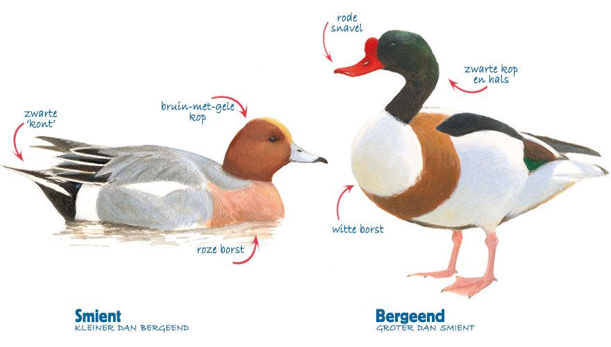 Infographic smient - bergeend