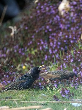 Kwetterende Man Spreeuw en vrouw op zoek naar voedsel bij de lente bloemen