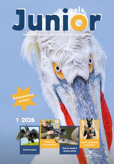 Cover Vogels Junior 1/2026