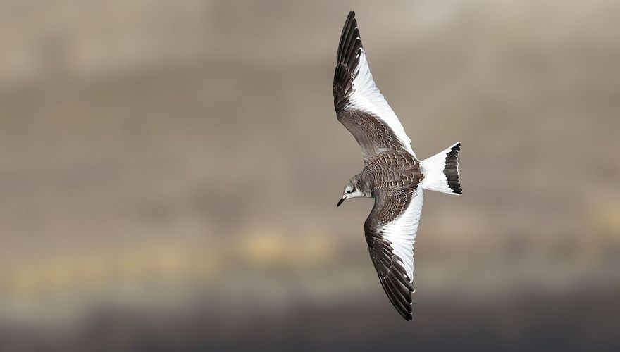 Vorkstaartmeeuw / Ruwan Aluvihare