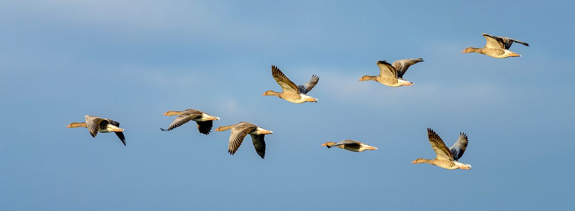 Grauwe gans / Shutterstock