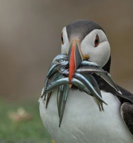 De jongen even voorzien van een lekker maaltje