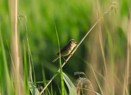 zang-feestje in het riet