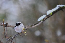 De pluizige sneeuwbal!