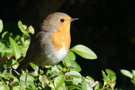 Roodborst in de zon