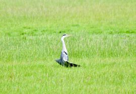 yoga hype slaat over van de mensen naar de vogels