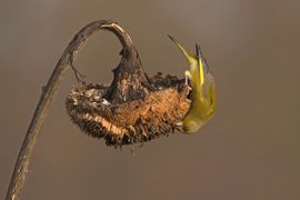 Groenling op zonnebloem
