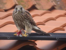 torenvalk met prooi