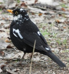 Vreemde vogel gespot