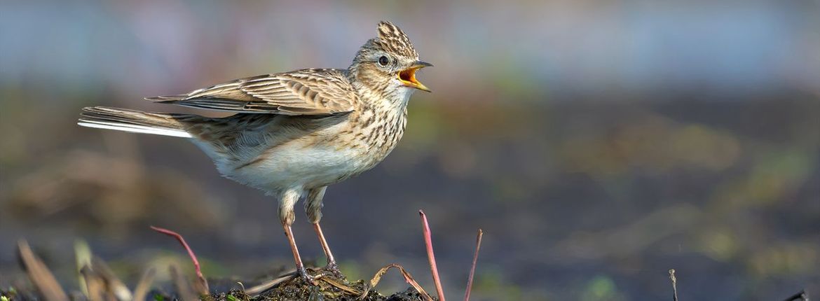 Veldleeuwerik / Shutterstock