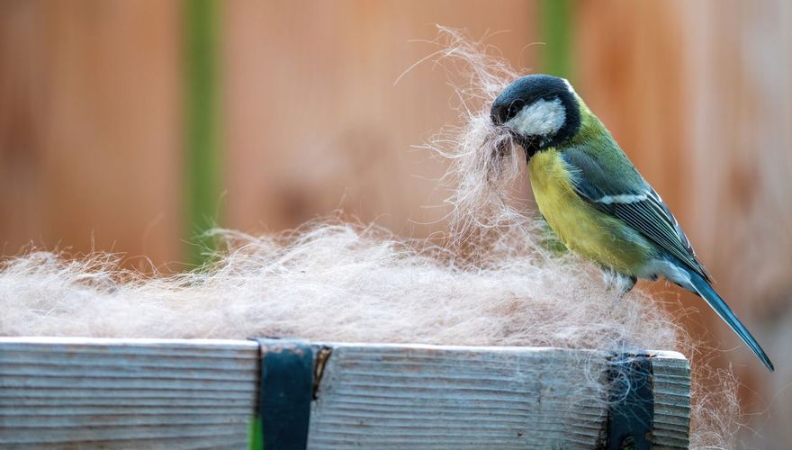 Koolmees met hondenhaar / Shutterstock