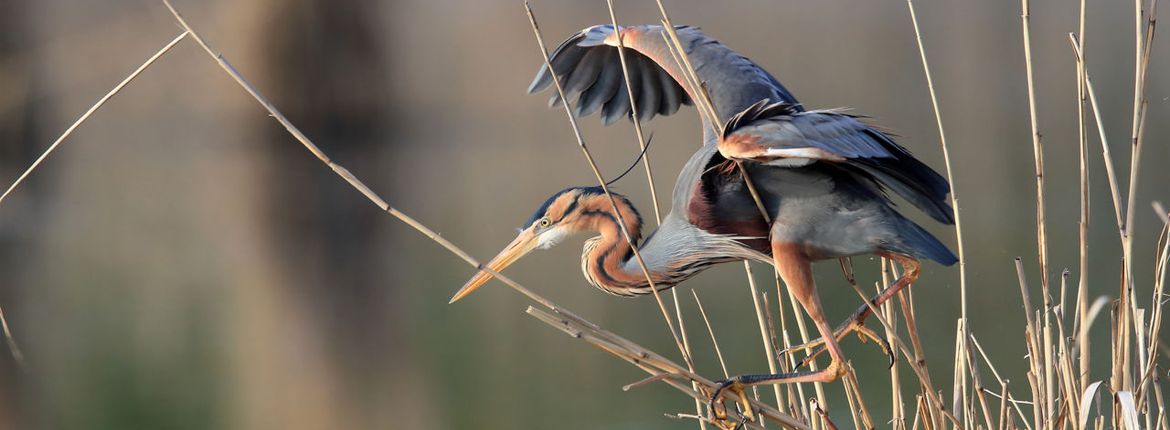 Purperreiger / Shutterstock