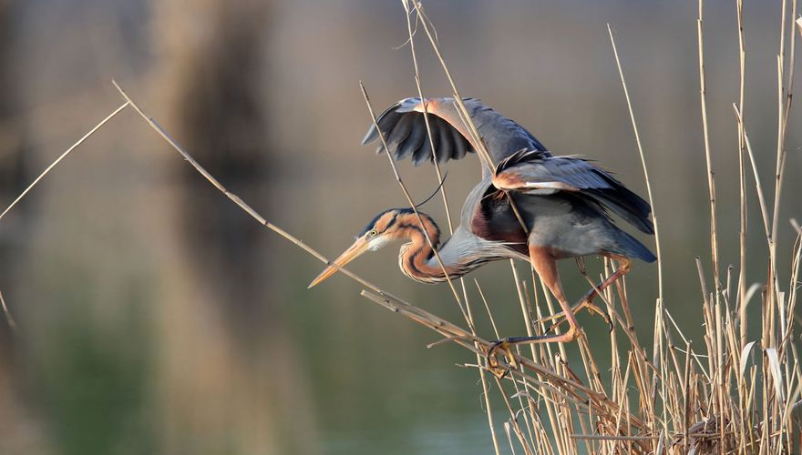 Purperreiger / Shutterstock