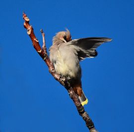 Den Haag in de ban van de pestvogels