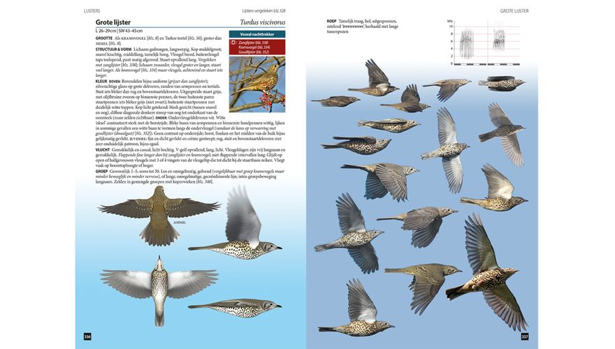 Spread grote lijster Vogels in vlucht