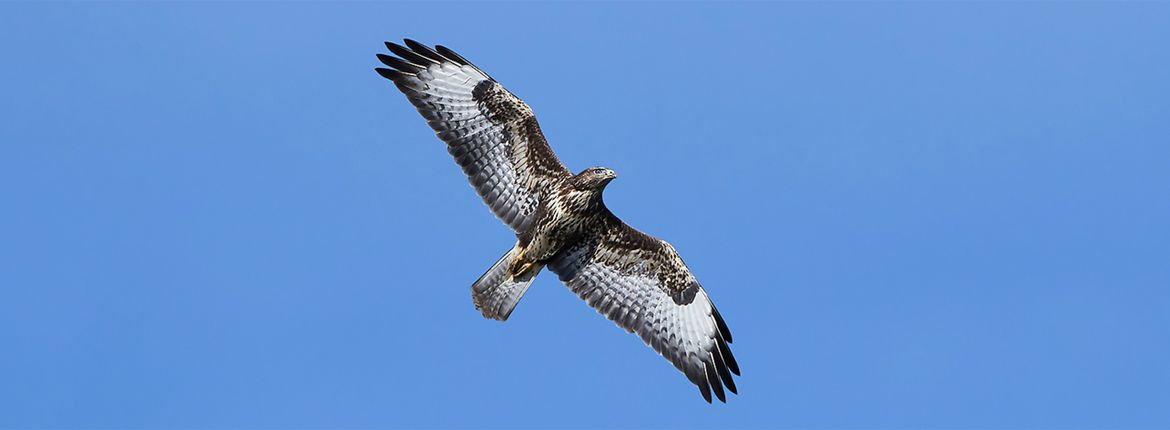 Buizerd / Shutterstock