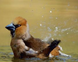 Appelvink in bad