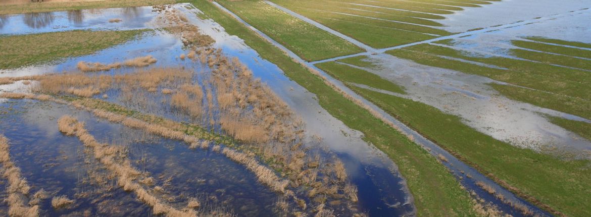 Biesbosch / Agami