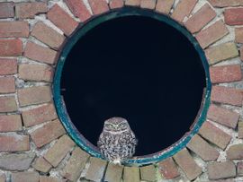 Ook deze Steenuil houdt zich aan de Corona voorschriften en blijft binnen.