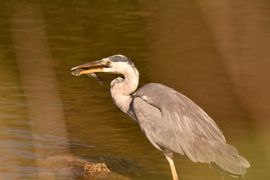 Etenstijd voor de blauwe reiger