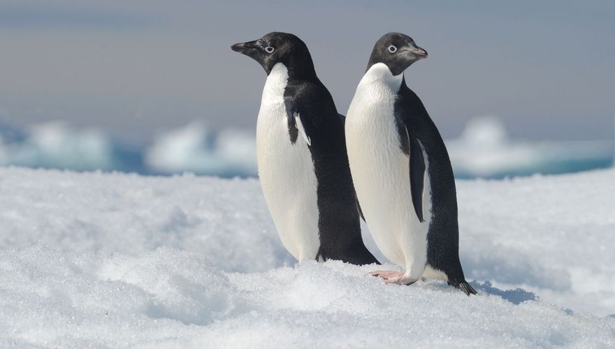 Adeliepinguin - Shutterstock