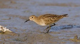 Gestreepte Strandloper