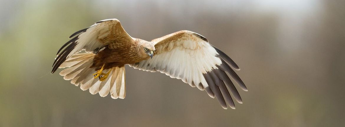 Bruine kiekendief / Marcin Perkowski, Shutterstock