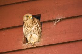 Torenvalk in Kerkuilkast