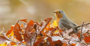 Roodborst / Shutterstock