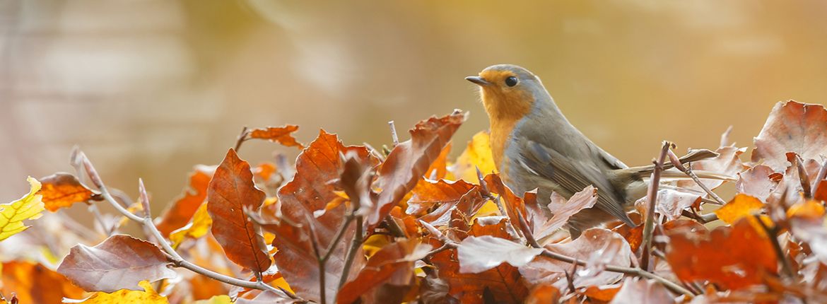 Roodborst / Shutterstock