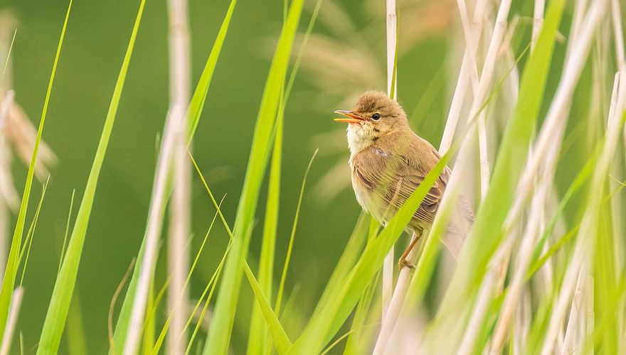 Bosrietzanger / Shutterstock