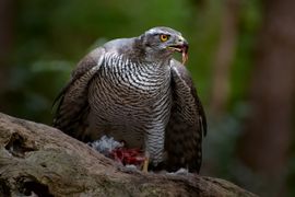 Een Havik in de natuur