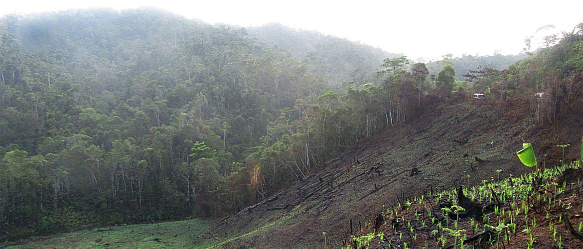 Recent gekapt tropisch bos, nabij ingang National park Andasibe-Mantadia, Madagaskar / Marc Guyt AGAMI