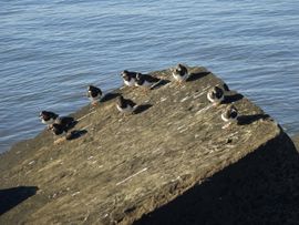 Steenlopers op het Zuidelijk Havenhoofd in Scheveningen