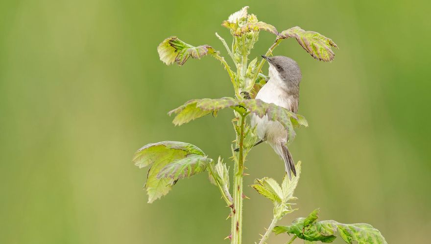 Braamsluiper / Jelle de Jong