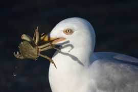 Close-up van een Zilvermeeuw die een Strandkrab te pakken heeft