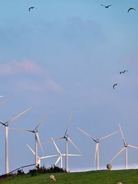 Windturbines met trekvogels / Shutterstock